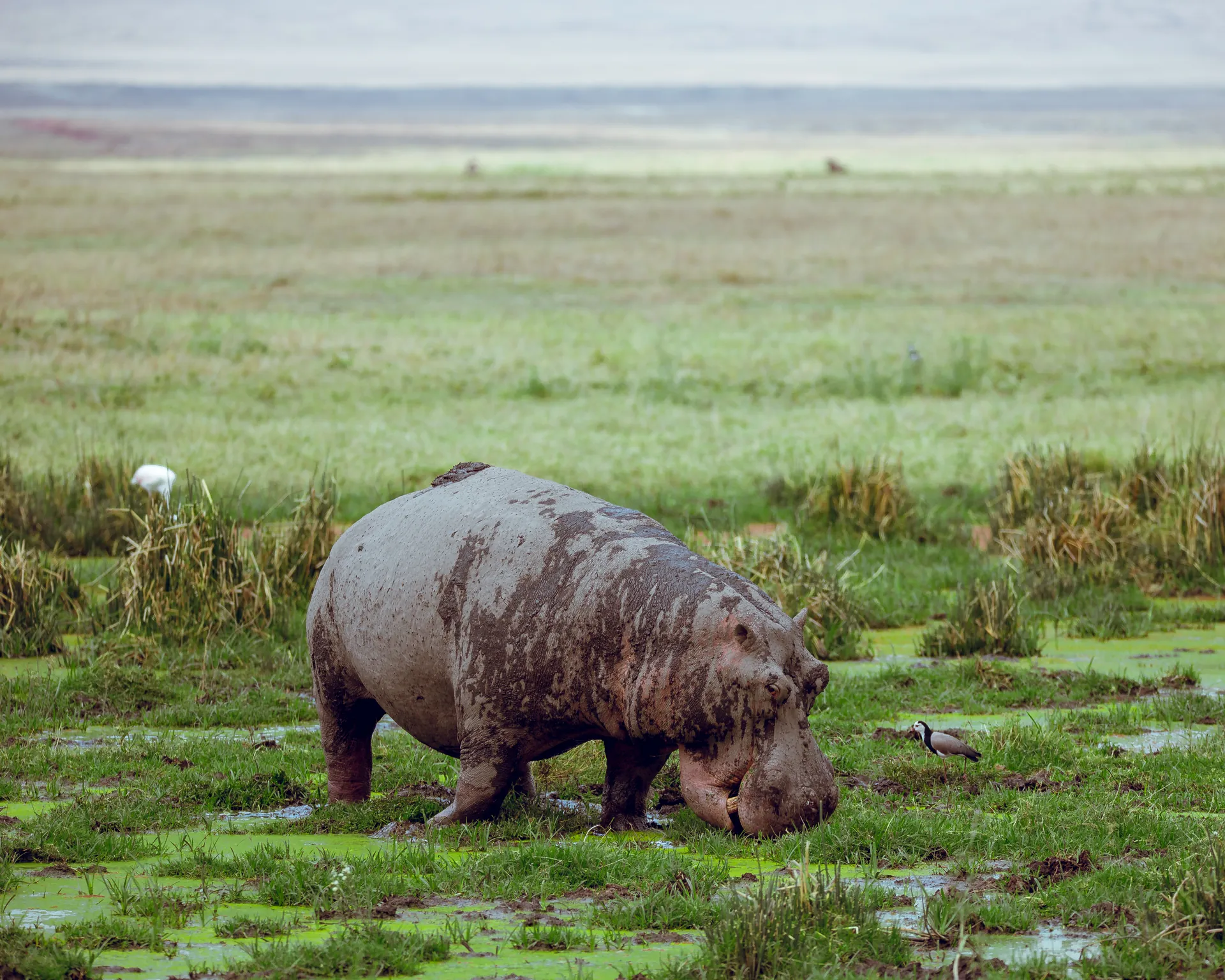 Hippo in a wetland on safari